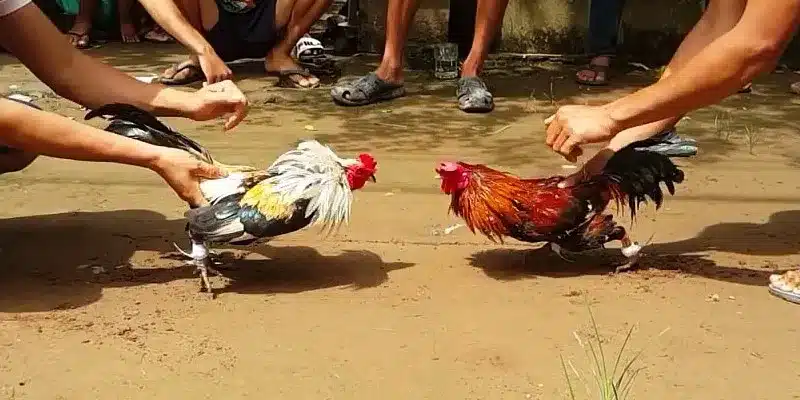 Hướng dẫn chơi đá gà 789F chi tiết cho người mới